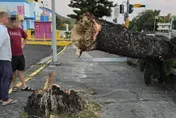影/啪！墾丁大街一陣落山風　路樹底部斷裂橫躺馬路