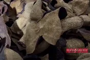 陸「陳皮之鄉」遭踢爆造假　一年貨速成賣5年價、8成為外地貨