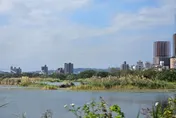 不用上山也能賞芒花！　大漢溪濕地白色浪潮與冬候鳥同框