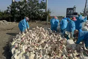 影/雲林入冬首例禽流感！撲殺5267隻16週齡肉鴨