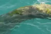 日月潭驚見「大水怪」？巨大樹幹直插水底　驚險畫面曝光