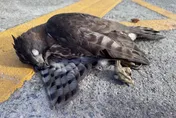 驚見鳳頭蒼鷹倒臥富岡漁港！　海巡即時救援了