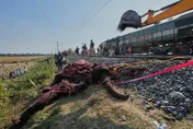 印度火車撞上象群脫軌　大象7死1傷