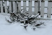 下波冷空氣更強！「0度線」高度降低　高山有望飄雪
