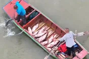 大陸對魚下手了！中科院培育出「無刺鯽魚」