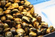 50度溫水加速吐沙！無毒教母：蛤蜊「堆疊」恐白忙一場
