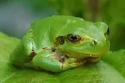 兩棲動物少罹癌症！「日本雨蛙腸道菌」抗癌效果比化療更好