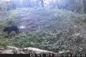 台灣黑熊首闖阿里山工寮！翻冰箱吃罐頭驚悚畫面曝