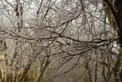 大陸冷氣團發威！宜蘭太平山樹枝「結滿霧淞」