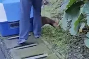 野生山羌1/4清早闖北市動物園「落網」　園方：保持距離別打擾