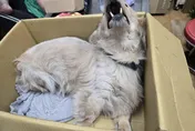 新莊臘腸犬3樓墜落重傷遭棄養　飼主被重罰近13萬+終身禁養