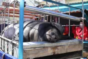 彰化溪湖福安宮當眾宰神豬　台灣防止虐待動物協會怒轟：虐殺