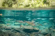 挺過颱風地震　野生「國寶魚」櫻花鉤吻鮭1.6萬尾穩定繁殖