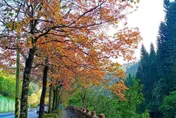 冷鋒來襲楓香變裝　北市街頭染上黃橙紅絕美風景