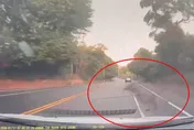 影/彰化市寶山路水鹿突衝出撞車　「翻滾數圈」毫髮無傷逃逸