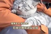影/被當流浪貓反覆救助！陸山頂上「絕望貓」被迫日復一日爬山回家