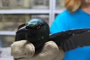 陽台驚見「吸血鬼紅眼怪鳥」受困　動保員救出亞洲輝椋鳥