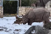 影/體重差近1700kg！波蘭山羌正面單挑巨犀　狂吸千萬觀看