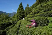 不除草更好？ 一套新耕作制度　成為對抗氣候變遷的力量