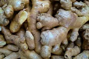 薑發芽可吃！食藥署：放到爛恐含2B類致癌物「黃樟素」