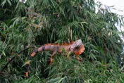 全台綠鬣蜥去年抓26萬隻！今年獎金加碼「抓大優先」1隻300
