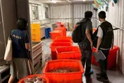 百威食品工業雙氧水漂白豬腸　屏檢起訴負責人具體求刑