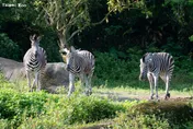 馬年到動物園識馬！1/31國際斑馬日完成挑戰送限定徽章