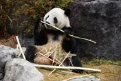 「最後一對」旅日貓熊1/27歸還　陸外交部：歡迎來中國看