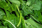 菠菜「根部」最營養！9成人都丟掉　醫：滿滿的鎂、鐵