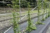 花蓮農改場推廣本土啤酒花　宜蘭試種成功