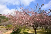 情人節前後櫻花接力綻放！　台中福壽山千櫻園2/14開園