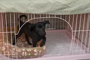 一條繫繩牽起緣分！三重警認養機關犬　動保處嫁妝一牛車