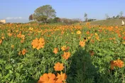 繽紛花海盛開！台中后里環保公園黃波斯、向日葵接力綻放