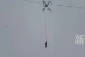 影/豬在半空晃！陸男用「無人機運豬」卡高壓電　害全村大停電
