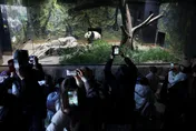 要回大陸了！旅日貓熊曉曉、蕾蕾今最後亮相　10萬人不捨告別