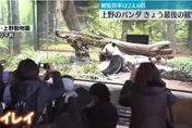 即將返陸！上野動物園雙胞胎貓熊最後參觀日　4千人湧入不捨道別