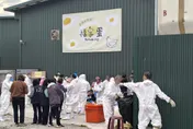 豐康牧場爆禽流感竟「自行掩埋」未通報　5千蛋雞今全部撲殺
