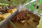 禽流感爆食安危機！譚敦慈揭6大安全守則　急喊：2種蛋別吃