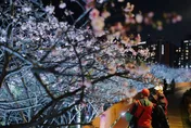 2026樂活夜櫻季1/30開幕！　預計2/9進入盛花期