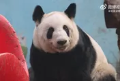影/旅美貓熊丫丫返陸2年　增20kg「判若兩熊」吃播畫面曝