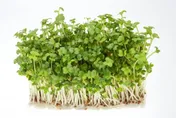 脂肪肝剋星找到了！醫曝「青花椰苗配大花椰菜」排毒最強
