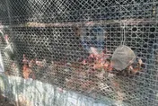 禽流感威脅升溫！新北動保處查雞場圍網　防病毒跨境入侵