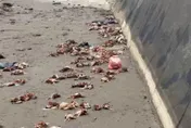 台中豐康牧場禽流感「亂丟死雞」！　業者、地主遭羈押
