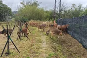 放任牛群闖草莓園狂啃！還留一地大便　農民崩潰：一年心血全毀
