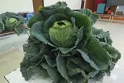 35.24台斤巨無霸！新港青農林俊嘉奪嘉義高麗菜王