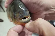 阿根廷海灘頻傳食人魚攻擊　逾40人遭咬傷最嚴重「被咬掉指尖」