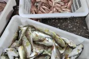 食用河豚中毒！陸12人聚餐後7人進ICU　多地頻發