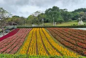 北投三層崎16萬盆花造花海2/11揭幕　春節衝「台版富良野」