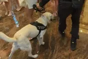 影/台中警犬隊穿梭酒店嗅毒品！UU辣妹忍不住撫摸