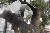 湖南珍稀千年樟樹突起火！起火原因竟是屁孩「鞭炮塞樹洞」